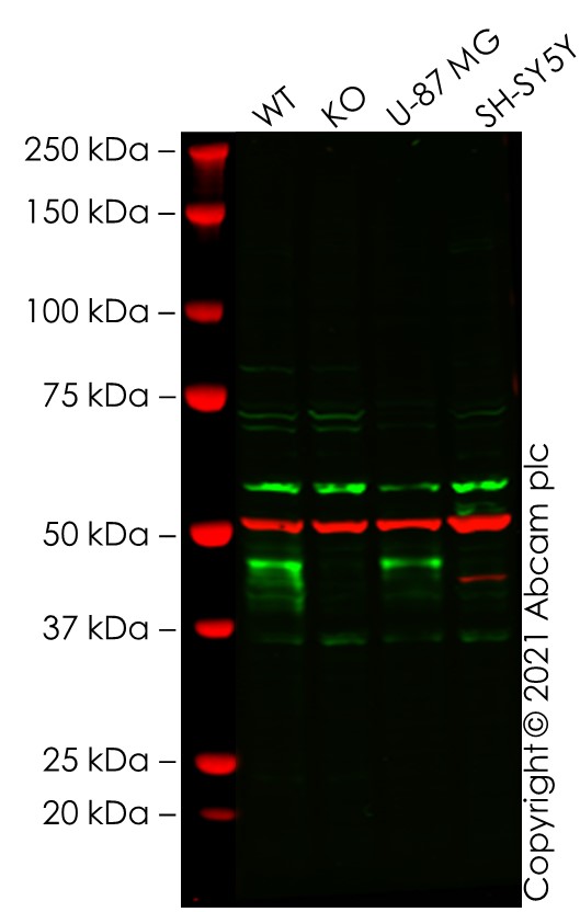 Western blot - Human WNT5A knockout HeLa cell lysate (AB264515), expandable thumbnail