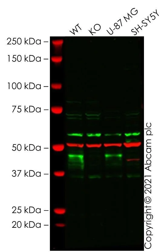 Western blot - Human WNT5A knockout HeLa cell lysate (AB264515)