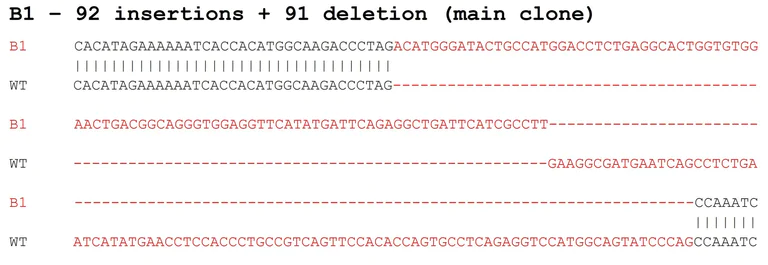 Sanger Sequencing - Human WWTR1 knockout HeLa cell line (AB281598)