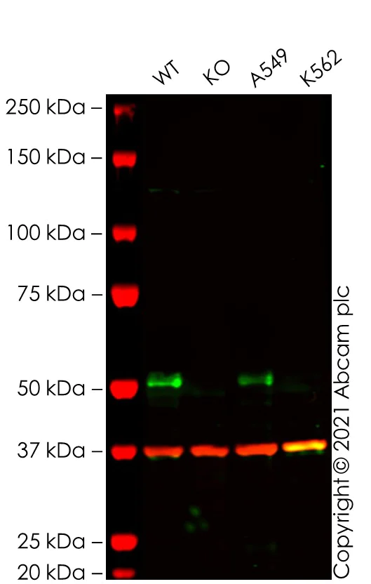 Western blot - Human WWTR1 knockout HeLa cell line (AB281598)