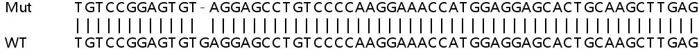 Sanger Sequencing - Human XAF1 knockout A549 cell line (AB267192), expandable thumbnail