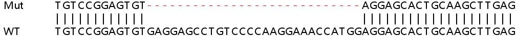 Sanger Sequencing - Human XAF1 knockout A549 cell line (AB267192), expandable thumbnail