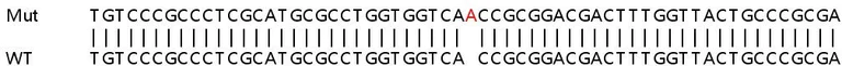 Sanger Sequencing - Human YDJC knockout HEK-293T cell lysate (AB263425)