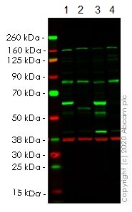 Western blot - Human YES1 knockout HeLa cell line (AB265202)
