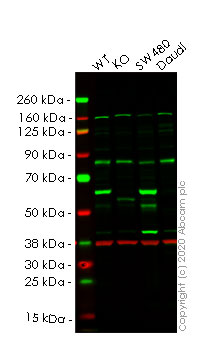Western blot - Human YES1 knockout HeLa cell lysate (AB258290), expandable thumbnail