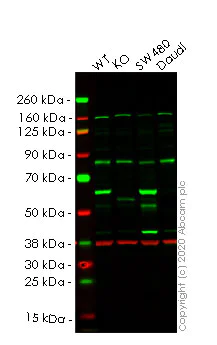Western blot - Human YES1 knockout HeLa cell lysate (AB258290)