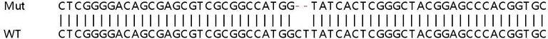 Sanger Sequencing - Human YIF1A knockout HEK-293T cell line (AB266545)