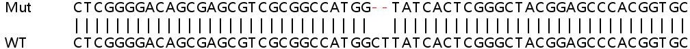 Sanger Sequencing - Human YIF1A knockout HEK-293T cell lysate (AB263426)