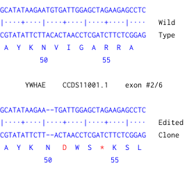 Next Generation Sequencing - Human YWHAE knockout HeLa cell line (AB274939)