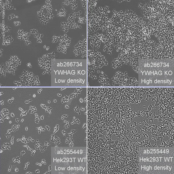 Cell Culture - Human YWHAG (14-3-3 gamma) knockout HEK-293T cell line (AB266734)