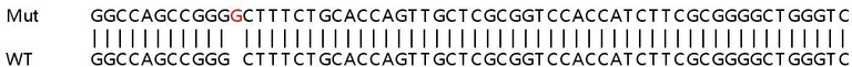Sanger Sequencing - Human YWHAG (14-3-3 gamma) knockout HEK-293T cell lysate (AB257805)