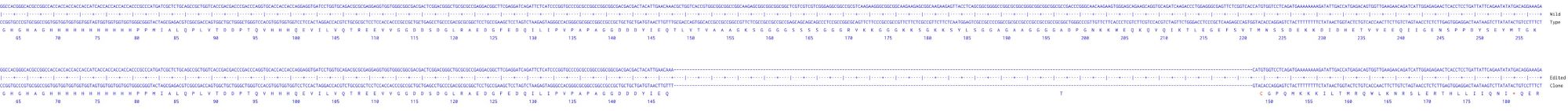 Human YY1 knockout THP-1 cell line