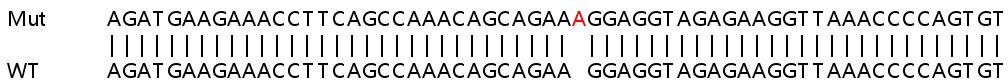 Sanger Sequencing - Human YY1AP1 knockout HeLa cell line (AB265512), expandable thumbnail