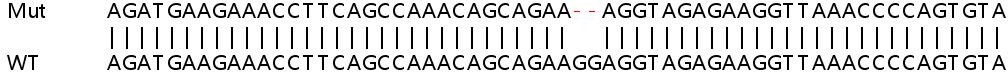 Sanger Sequencing - Human YY1AP1 knockout HeLa cell line (AB265512), expandable thumbnail