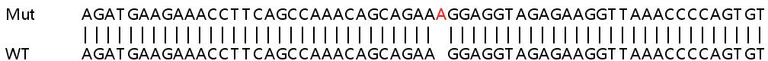 Sanger Sequencing - Human YY1AP1 knockout HeLa cell lysate (AB263427)
