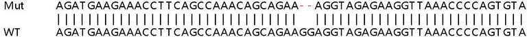 Sanger Sequencing - Human YY1AP1 knockout HeLa cell lysate (AB263427)