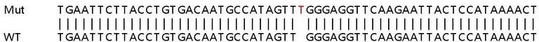 Sanger Sequencing - Human ZAK knockout HeLa cell lysate (AB263428)