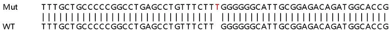 Sanger Sequencing - Human ZC3H15 knockout HEK-293T cell line (AB266652)