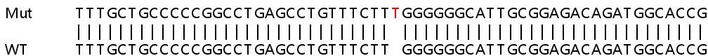 Sanger Sequencing - Human ZC3H15 knockout HEK-293T cell lysate (AB263429)