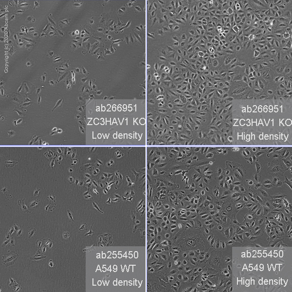 Human ZC3HAV1 (Zinc finger antiviral protein) knockout A549 cell line