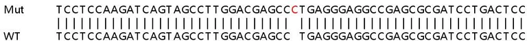 Sanger Sequencing - Human ZC3HAV1 (Zinc finger antiviral protein) knockout A549 cell line (AB266951)