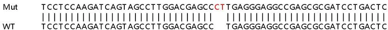 Sanger Sequencing - Human ZC3HAV1 (Zinc finger antiviral protein) knockout A549 cell lysate (AB257807)