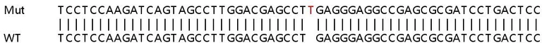 Sanger Sequencing - Human ZC3HAV1 (Zinc finger antiviral protein) knockout A549 cell lysate (AB257808)