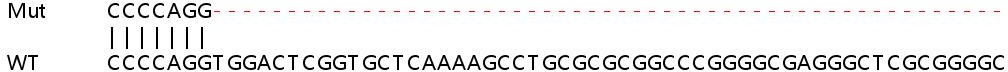 Human ZCCHC2 knockout A549 cell line