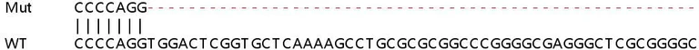 Sanger Sequencing - Human ZCCHC2 knockout A549 cell line (AB267173)