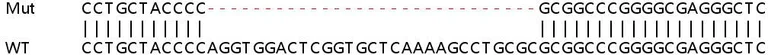 Sanger Sequencing - Human ZCCHC2 knockout A549 cell line (AB267173)