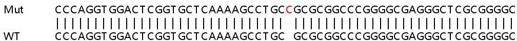 Sanger Sequencing - Human ZCCHC2 knockout A549 cell lysate (AB263431)