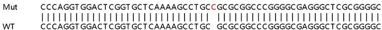 Sanger Sequencing - Human ZCCHC2 knockout A549 cell lysate (AB263431)