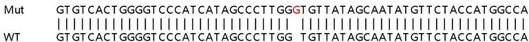 Sanger Sequencing - Human ZDHHC6 (DHHC-6) knockout HeLa cell lysate (AB259245)