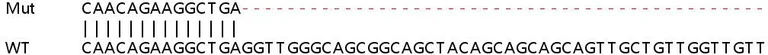 Sanger Sequencing - Human ZFR knockout HEK-293T cell lysate (AB259247)