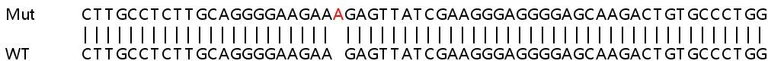 Sanger Sequencing - Human ZMAT3 (PAG608) knockout HeLa cell line (AB265093)