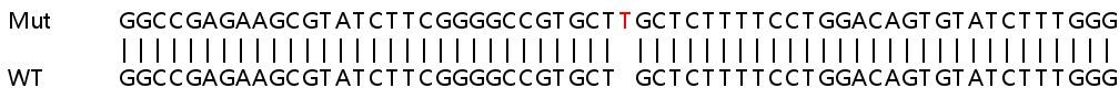 Sanger Sequencing - Human ZMPSTE24 knockout HeLa cell lysate (AB258767), expandable thumbnail