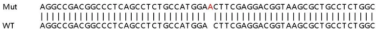 Sanger Sequencing - Human ZNF326 knockout HeLa cell lysate (AB259249)