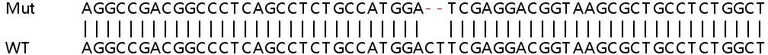 Sanger Sequencing - Human ZNF326 knockout HeLa cell lysate (AB259249)