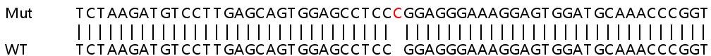 Sanger Sequencing - Human ZNF609 knockout HeLa cell line (AB265076), expandable thumbnail