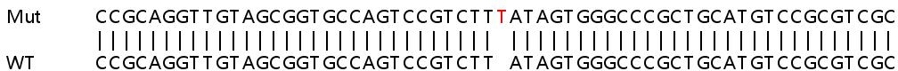 Sanger Sequencing - Human ZNF622 (ZPR9) knockout HeLa cell lysate (AB258770)