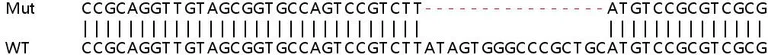 Sanger Sequencing - Human ZNF622 (ZPR9) knockout HeLa cell lysate (AB258770)