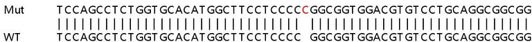 Sanger Sequencing - Human ZNF692 knockout HeLa cell lysate (AB259250)