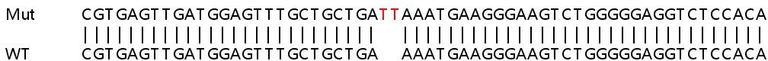 Sanger Sequencing - Human ZNHIT6 (C1orf181) knockout HeLa cell lysate (AB263434)