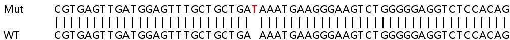 Sanger Sequencing - Human ZNHIT6 (C1orf181) knockout HeLa cell lysate (AB263434)