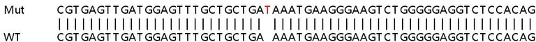 Sanger Sequencing - Human ZNHIT6 (C1orf181) knockout HeLa cell lysate (AB263434)