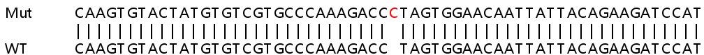 Sanger Sequencing - Human ZRANB1 knockout HeLa cell lysate (AB259251), expandable thumbnail