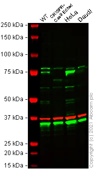 Western blot - Human ZYX (Zyxin) knockout HEK-293T cell line (AB266503)