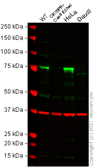 Western blot - Human ZYX (Zyxin) knockout HEK-293T cell line (AB266503), expandable thumbnail