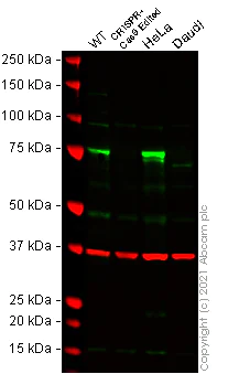 Western blot - Human ZYX (Zyxin) knockout HEK-293T cell line (AB266503)