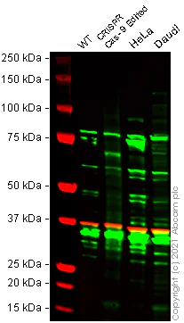 Western blot - Human ZYX (Zyxin) knockout HEK-293T cell line (AB266504)